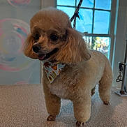 Bucky is registered to the contest to win money with this photo: dog, poodle, groomed, bandana, indoor, table, window, fur, cute, pet, animal, smiling, decor, light, happy, standing, tongue, ears, fluffy, portrait