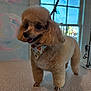 dog, poodle, groomed, bandana, indoor, table, window, fur, cute, pet, animal, smiling, decor, light, happy, standing, tongue, ears, fluffy, portrait