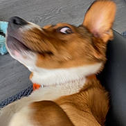 Bonnie a rejoint le concours — aidez-le/la à gagner de superbes lots ! dog, brown_dog, indoor, floor, toy, plastic_toy, heating_radiator, wide_eyes, close_up, startled, motion_blur, pet, fur, ear, collar, looking_sideways, wooden_floor, home, animal, surprised