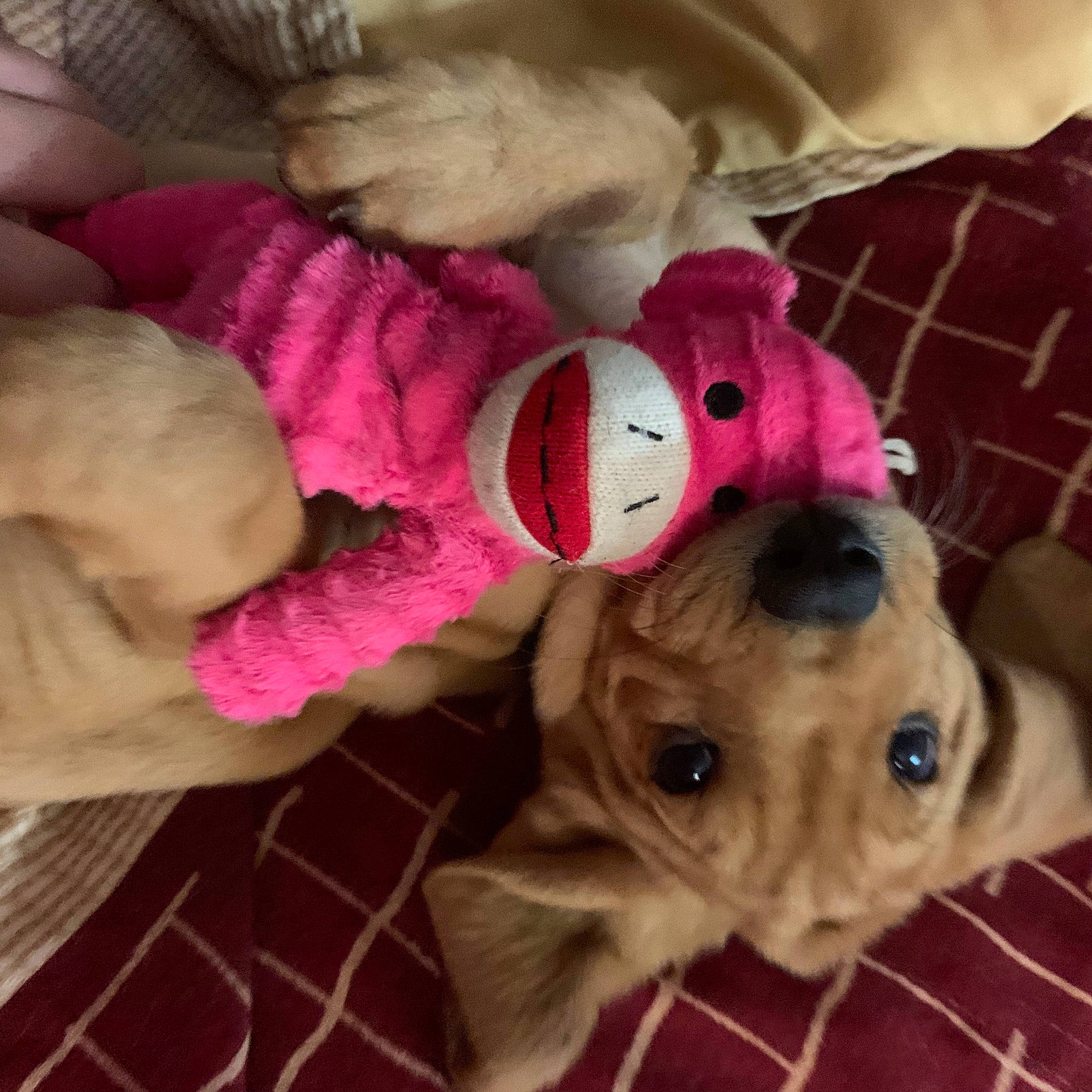 Sadie Mae joined the competition — help win amazing prizes! canidae, carnivore, companion_dog, dog, dog_breed, fawn, non_sporting_group, pink, puppy, puppy_love, snout, sporting_group, toy_dog