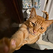 Cheese is registered to the contest to win money with this photo: cat, orange_tabby, paw, indoor, curious, whiskers, closeup, pet, feline, animal, domestic, yellow_eyes, fur, tail, background_blur, household, curtain, floor, door, reaching