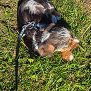 Brixie a rejoint le concours — aidez-le/la à gagner de superbes lots ! animal, black, brown, chewing, dog, fur, grass, harness, leash, nature, outdoor, pet, playful, puppy, resting, shadow, small_dog, stick, sunlight, white
