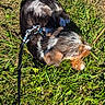 animal, black, brown, chewing, dog, fur, grass, harness, leash, nature, outdoor, pet, playful, puppy, resting, shadow, small_dog, stick, sunlight, white