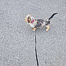 alert, animal, asphalt, canine, daytime, dog, fur, ground, leash, leash_tension, outdoor, pavement, pet, red_collar, scruffy, side_view, small_dog, standing, tail, walking