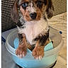 animal, black_fur, blue_cloth, brown_fur, checkered_background, curious, cute, digital_scale, dog, indoor, looking_at_camera, pet, plastic_bowl, puppy, small, table, weight_measurement, wet_fur, white_fur, young_dog