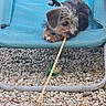 animal, blue_chair, closeup, cute, dog, fun, fur, outdoor, pebbles, pet, pineapple_toy, playful, puppy, relaxed, resting, scruffy, small_dog, stick, summer, toy