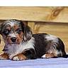 animal, black, blue_eyes, brown, curious, cute, dog, domestic_animal, fur, indoors, lying_down, pet, portrait, puppy, resting, small, soft_surface, white, wooden_background, young