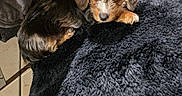 Brixie participe au concours pour gagner de l'argent avec cette photo : animal, bedspread, black, blanket, blue_eyes, brown, cozy, curious, cute, dog, fur, indoor, looking_up, pet, puppy, quilted, resting, small_dog, soft_texture, tile_floor