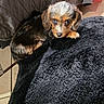 animal, bedspread, black, blanket, blue_eyes, brown, cozy, curious, cute, dog, fur, indoor, looking_up, pet, puppy, quilted, resting, small_dog, soft_texture, tile_floor