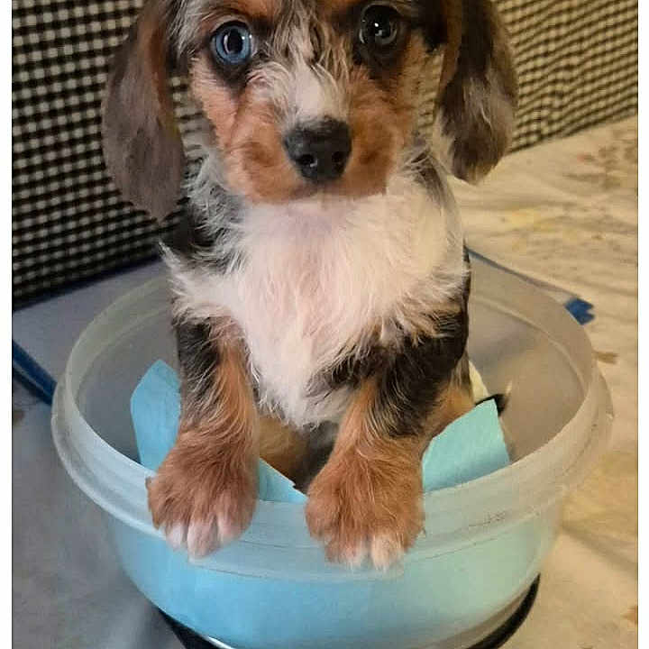 Bridget a rejoint le concours — aidez-le/la à gagner de superbes lots ! puppy, dog, blue_eyes, plastic_bowl, digital_scale, indoor, cute, pet, small, animal, fur, white_chest, brown_paws, checkered_background, looking_at_camera, table, domestic, adorable, young_dog, weighing