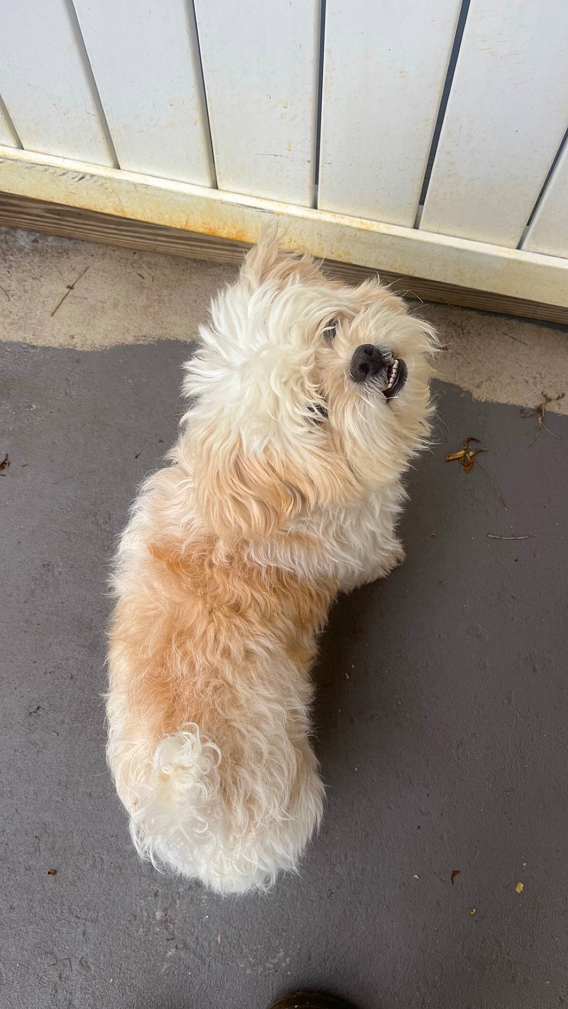 Cooper joined the competition — help win amazing prizes! canidae, carnivore, companion_dog, dog, dog_breed, fawn, flooring, fur, labradoodle, maltepoo, non_sporting_group, pet_supply, road_surface, small_terrier, snout, sporting_group, tail, terrier, toy_dog, working_animal