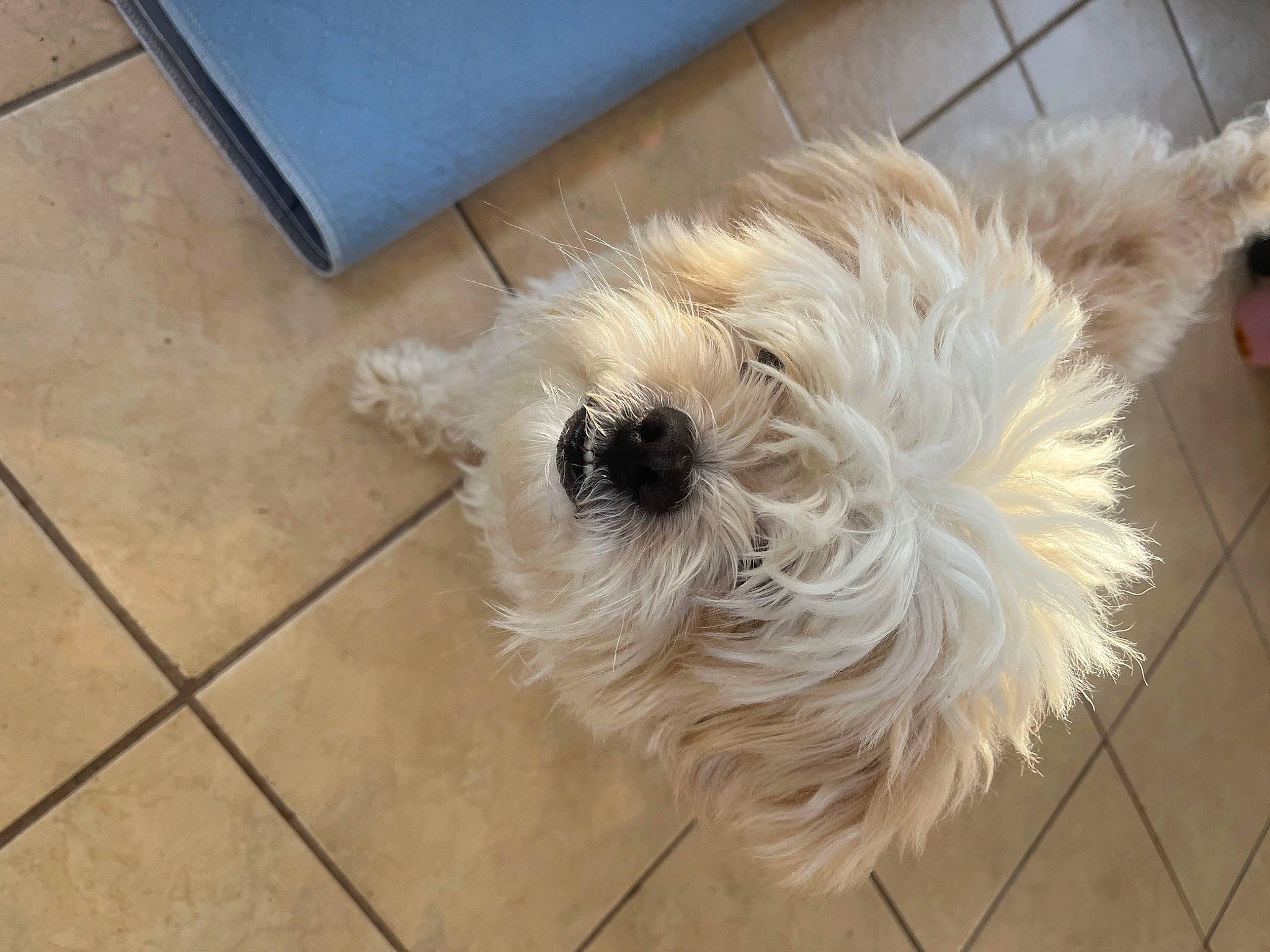 Cooper is registered to the contest to win money with this photo: canidae, carnivore, companion_dog, dog, dog_breed, fawn, floor, flooring, fur, giant_dog_breed, hardwood, maltepoo, small_terrier, snout, sporting_group, tail, terrier, tile_flooring, toy_dog, working_animal