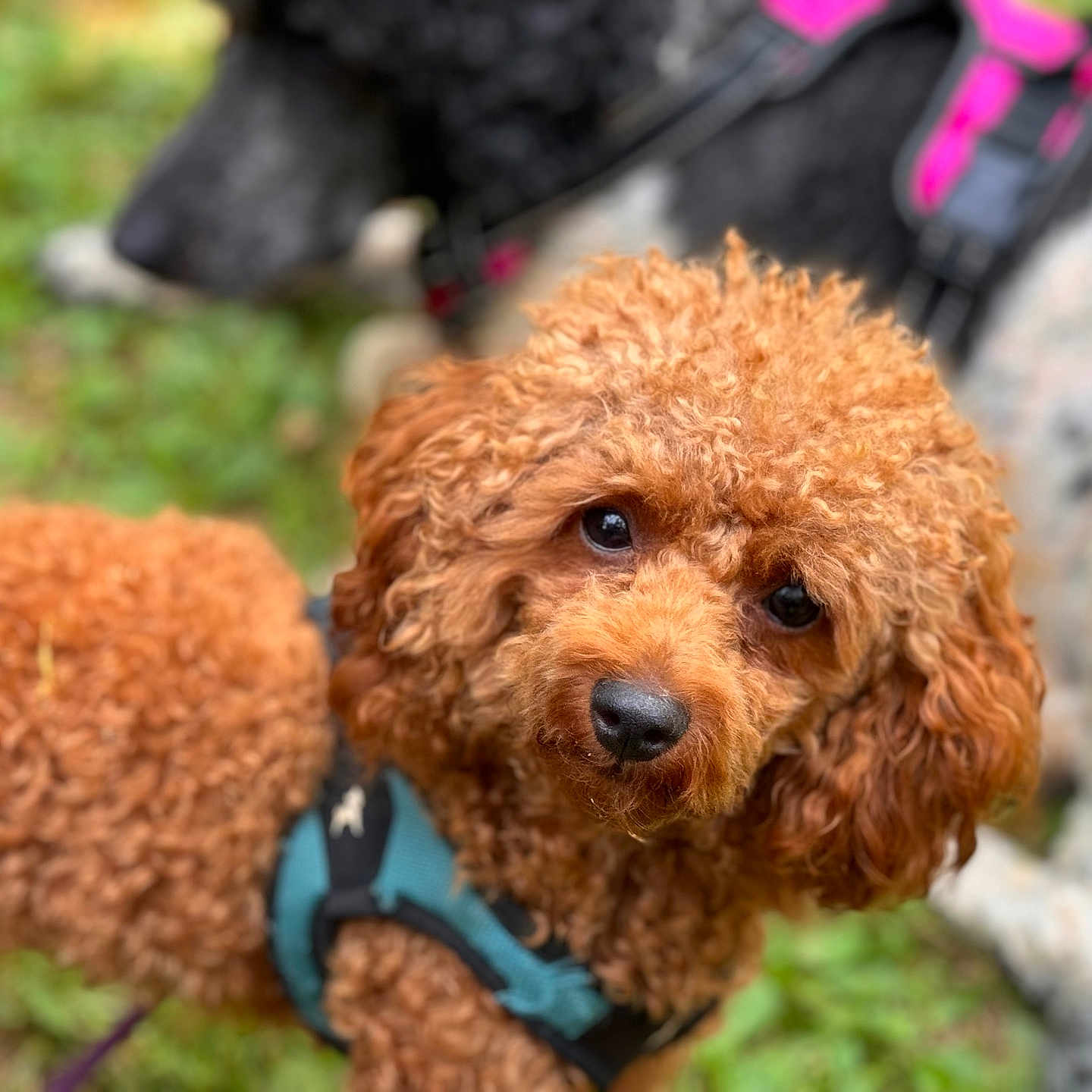 Teddy is registered to the contest to win money with this photo: airedale, animal, bison, canine, cockerspaniel, dog, grass, leash, pet, plant, poodle, puppy, rock, terrier, vegetation, whitedog