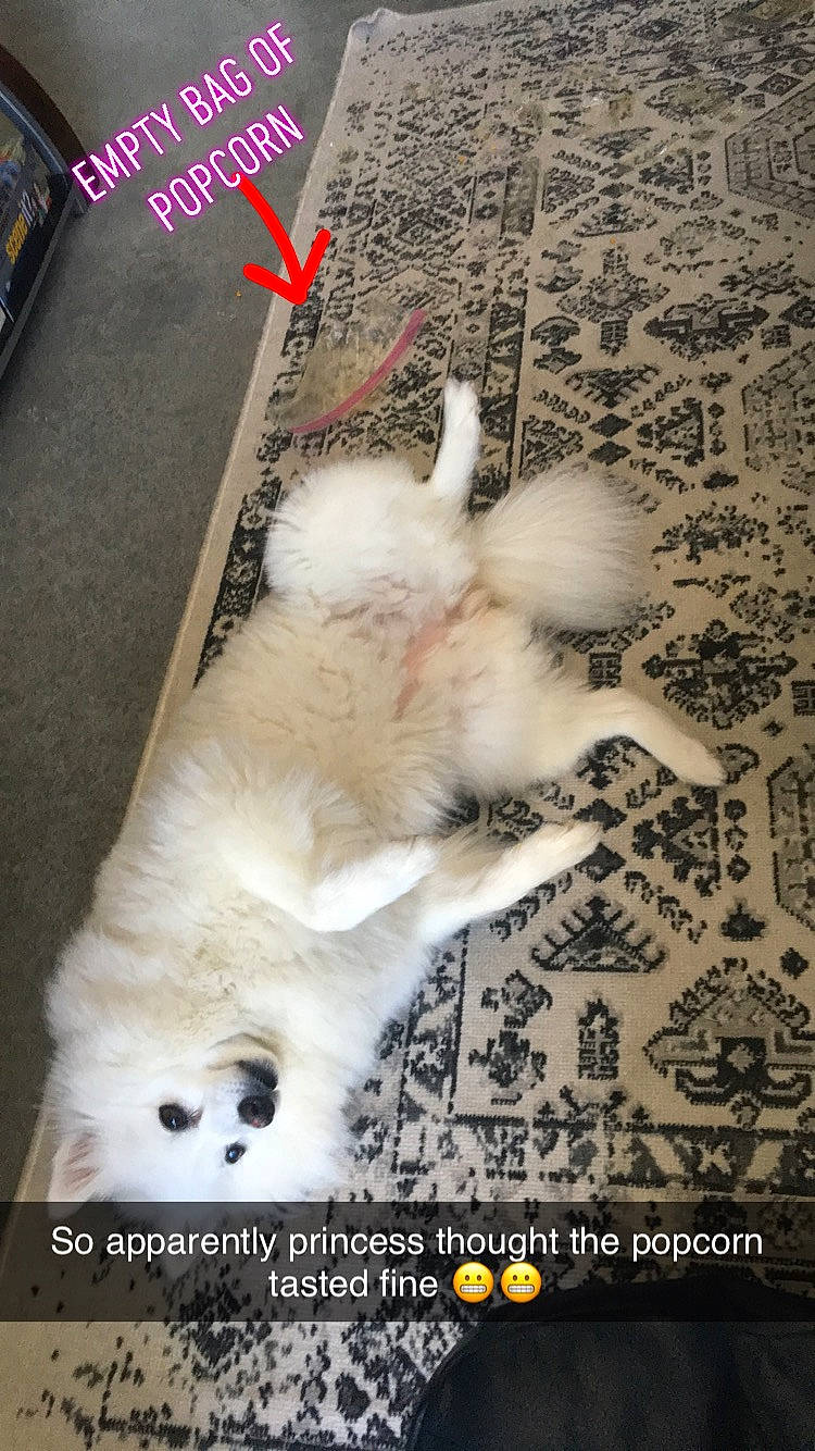 Princess is registered to the contest to win money with this photo: canidae, carnivore, cat, companion_dog, dog, dog_breed, felidae, japanese_spitz, non_sporting_group, photo_caption, pomeranian, puppy, samoyed, spitz, sporting_group, toy_dog, volpino_italiano