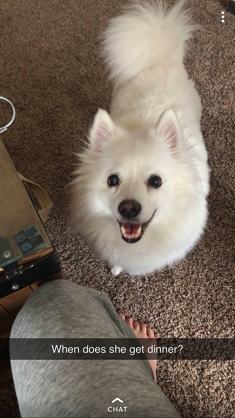 Princess is registered to the contest to win money with this photo: american_eskimo_dog, canidae, carnivore, companion_dog, dog, dog_breed, german_spitz, german_spitz_klein, german_spitz_mittel, indian_spitz, japanese_spitz, mammal, non_sporting_group, pomeranian, puppy, rare_breed_dog, samoyed, spitz, vertebrate, volpino_italiano