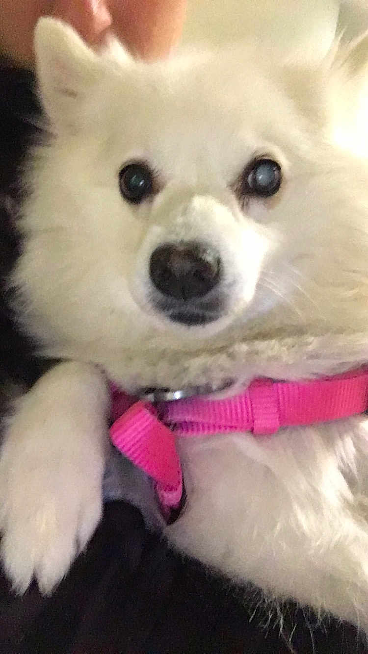 Princess