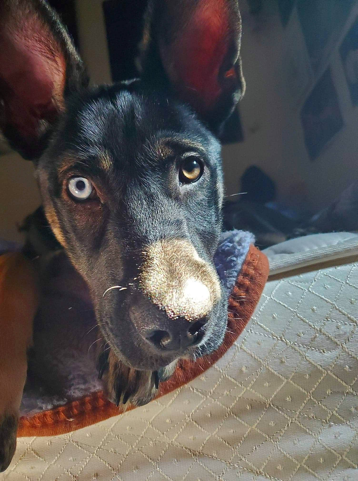 Rhea joined the competition — help win amazing prizes! australian_kelpie, canidae, carnivore, dog, dog_breed, ear, english_toy_terrier, eye, feist, formosan_mountain_dog, koolie, mammal, nose, rare_breed_dog, snout, street_dog, toy_manchester_terrier, vertebrate, whiskers
