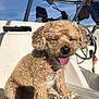 dog, curly_fur, boat, sunlight, tongue_out, happy, pet, outdoor, watercraft, seat, animal, canine, daytime, man, steering_wheel, leisure, smiling, relaxed, collar, marine_equipment