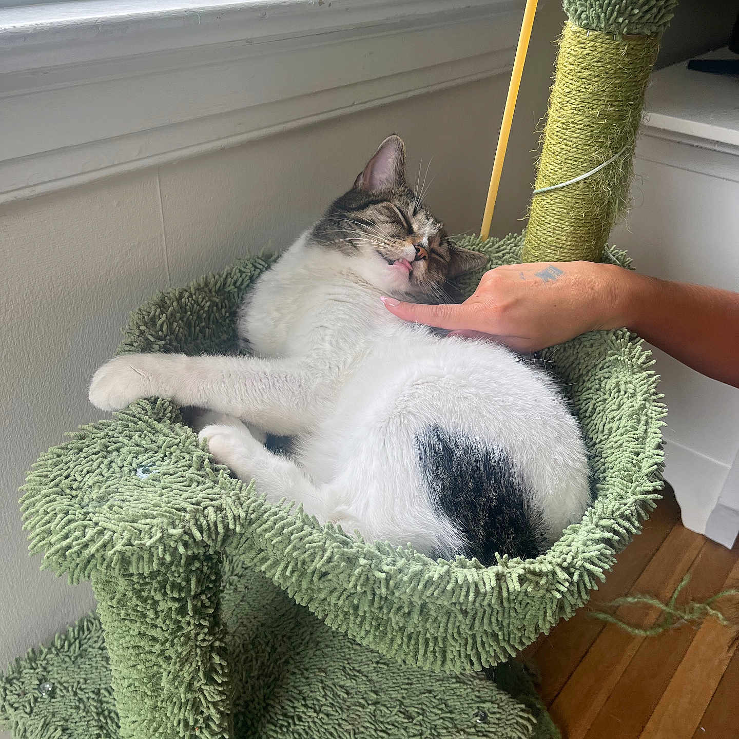 Toby is registered to the contest to win money with this photo: cat, cat_tree, cozy, cute, domestic_animal, fur, furniture, green, hand, indoor, paw, pet, relaxed, resting, sleeping, tabby, tongue_out, white, window, wood_floor