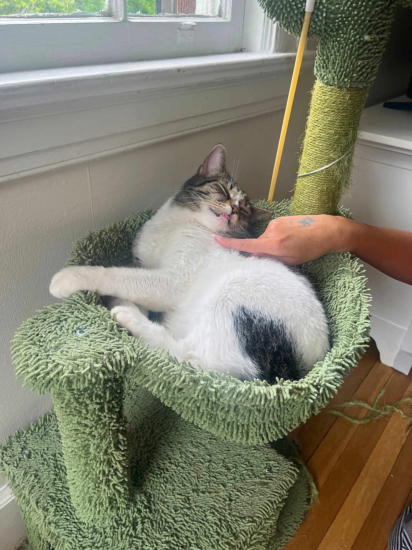 Toby is registered to the contest to win money with this photo: cat, sleeping, tongue_out, cat_tree, green, furniture, hand, indoor, window, wood_floor, pet, relaxed, cozy, white, tabby, fur, paw, resting, domestic_animal, cute