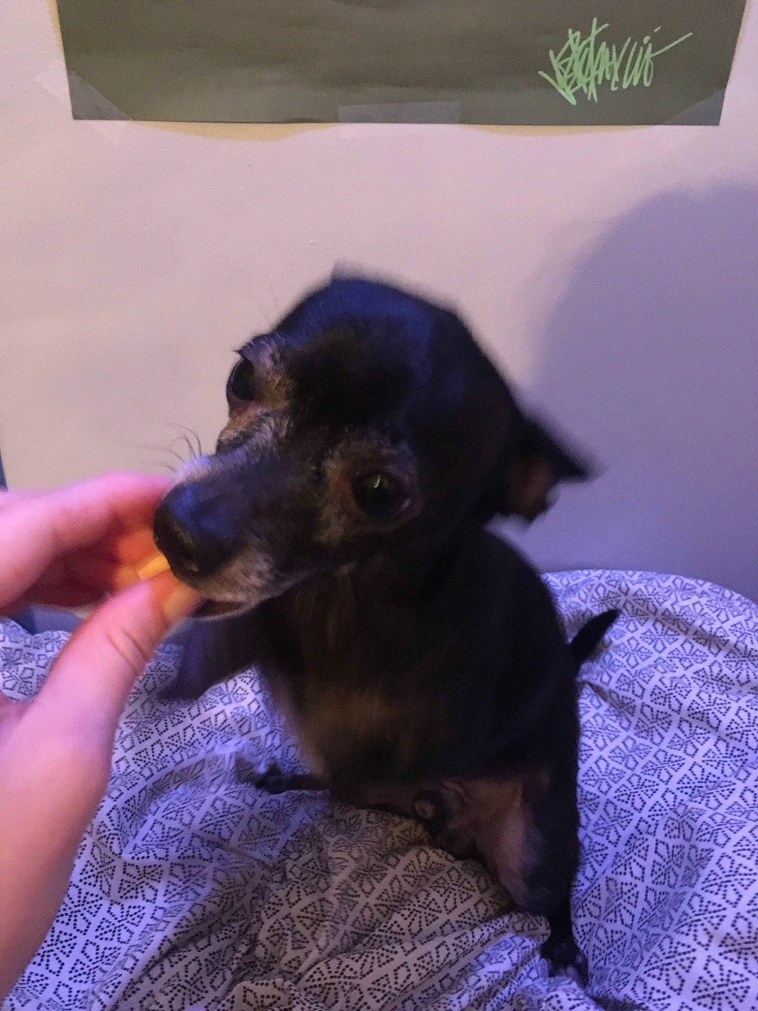 Chico joined the competition — help win amazing prizes! canidae, carnivore, companion_dog, dachshund, dog, dog_breed, mammal, miniature_pinscher, prazsky_krysarik, puppy, snout