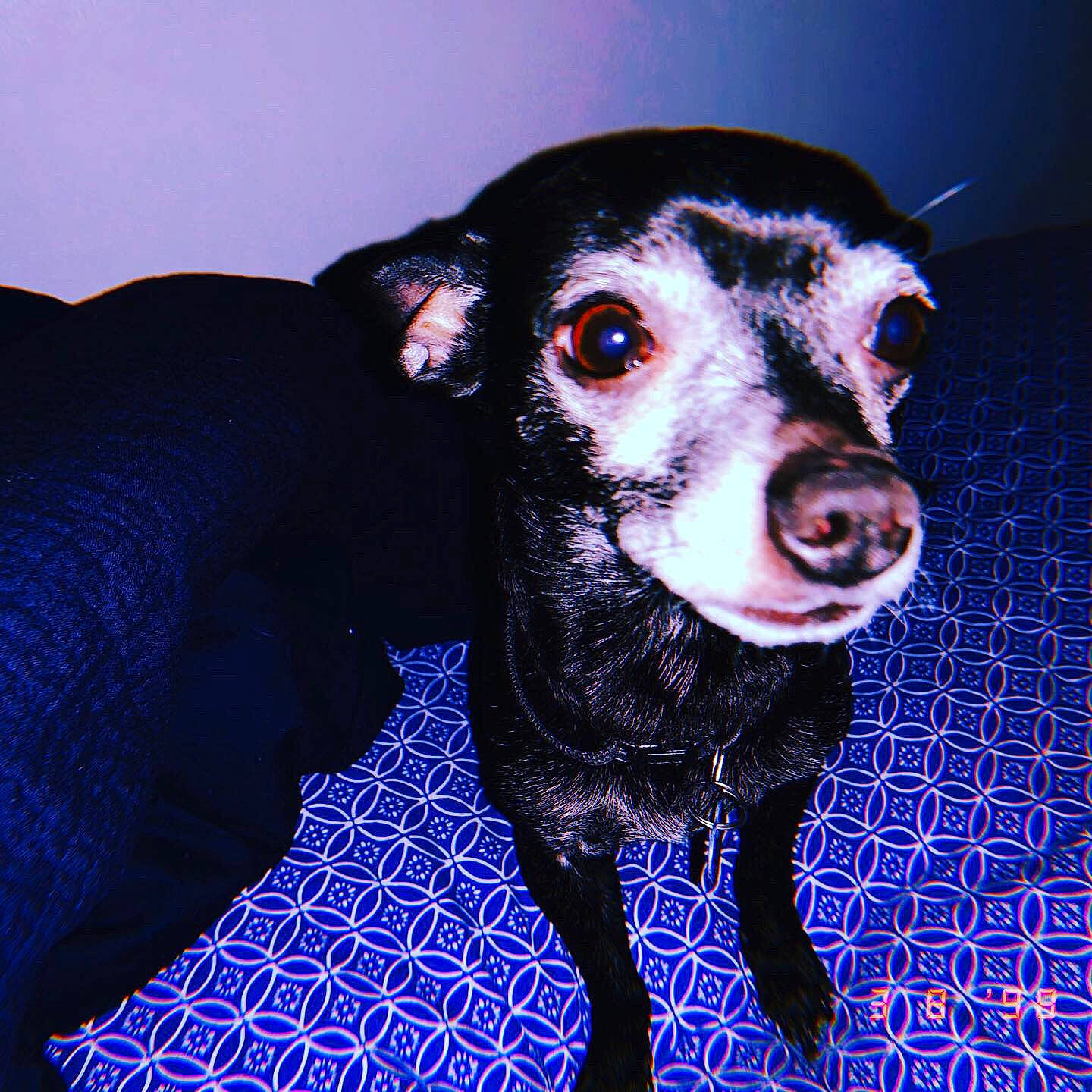 Chico joined the competition — help win amazing prizes! canidae, carnivore, dog, dog_breed, feist, mammal, nose, rat_terrier, snout, whiskers