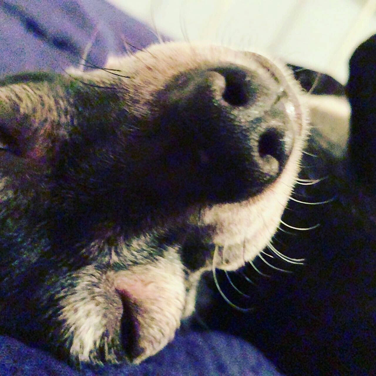 Chico is registered to the contest to win money with this photo: canidae, carnivore, claw, dog_breed, fur, mammal, nose, snout, vertebrate, whiskers