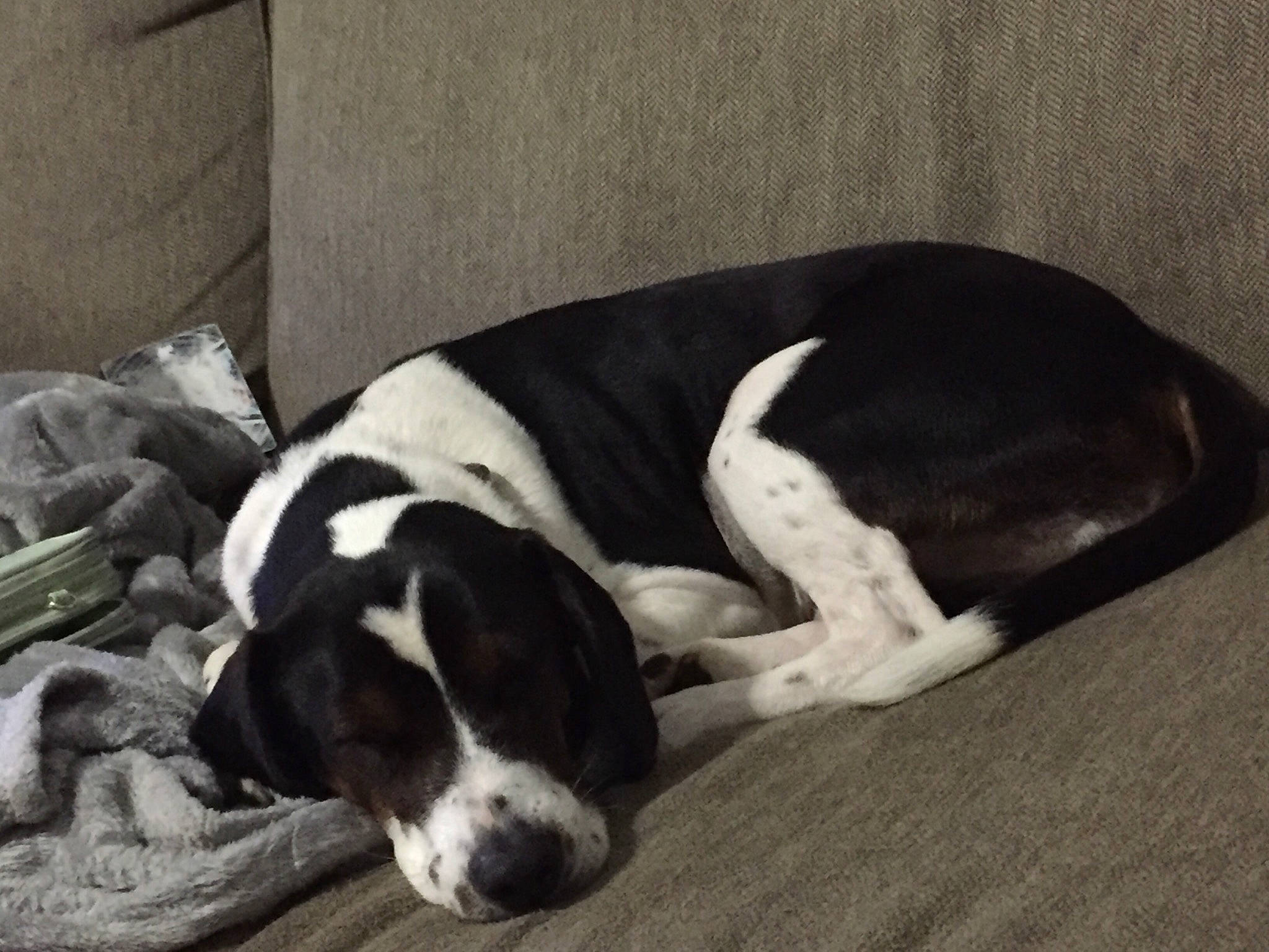 Della Doo joined the competition — help win amazing prizes! american_foxhound, braque_dauvergne, canidae, carnivore, coonhound, dog, dog_breed, gascon_saintongeois, mammal, old_danish_pointer, pointer, rare_breed_dog, schweizer_laufhund, sporting_group, treeing_walker_coonhound, vertebrate