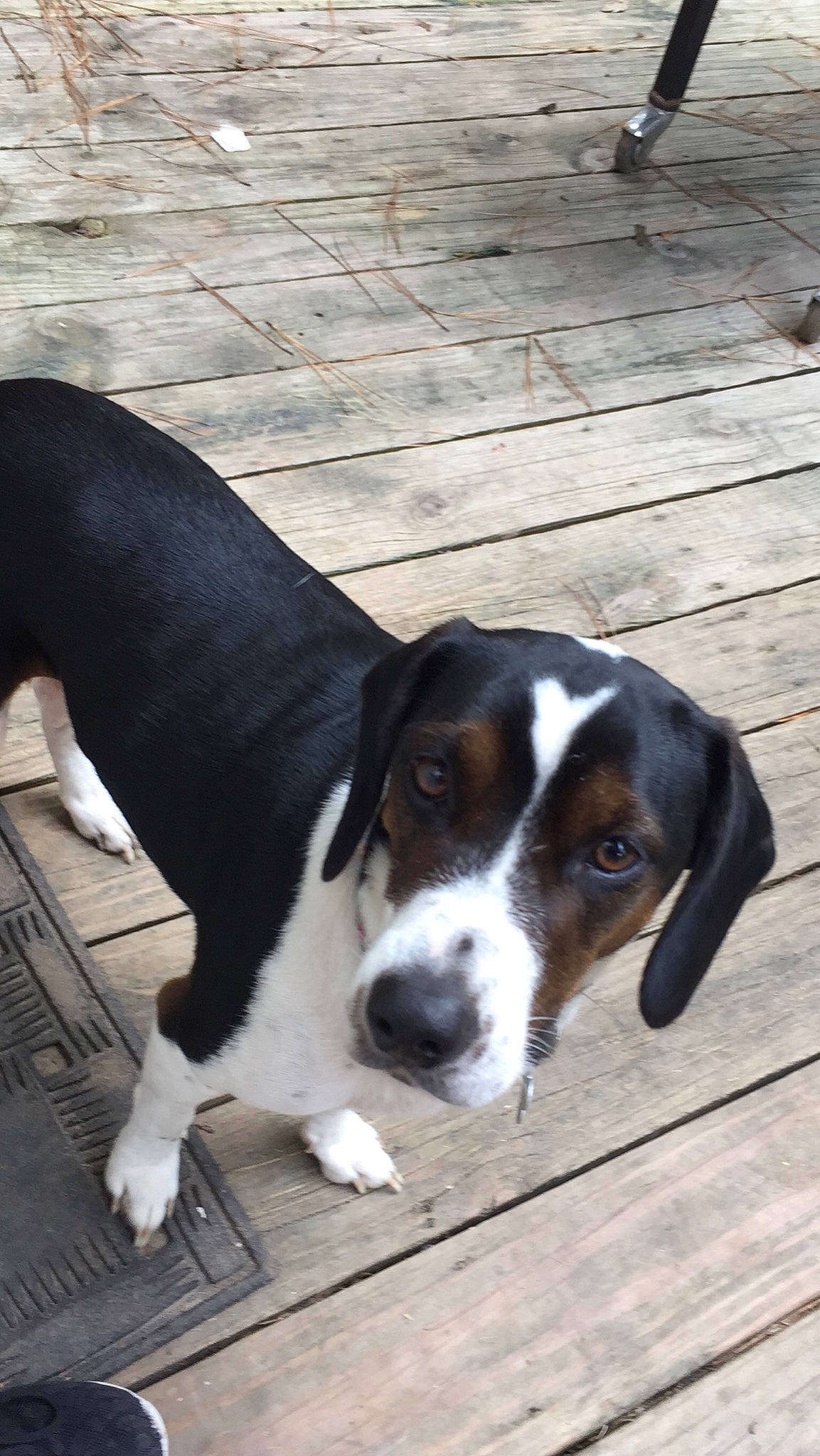 Della Doo joined the competition — help win amazing prizes! beagle, canidae, carnivore, coonhound, dog, dog_breed, finnish_hound, greater_swiss_mountain_dog, hound, hunting_dog, mammal, puppy, rare_breed_dog, schweizer_laufhund, serbian_tricolour_hound, snout, sporting_group, treeing_walker_coonhound, vertebrate