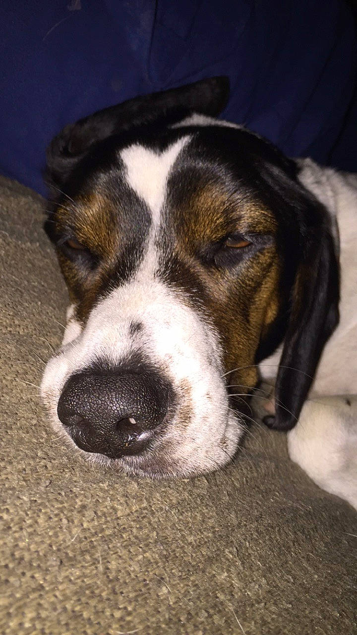 Della Doo joined the competition — help win amazing prizes! basset_artesien_normand, basset_hound, beagle, bluetick_coonhound, canidae, carnivore, coonhound, dog, dog_breed, finnish_hound, hound, mammal, nose, puppy, rare_breed_dog, snout, treeing_walker_coonhound, vertebrate