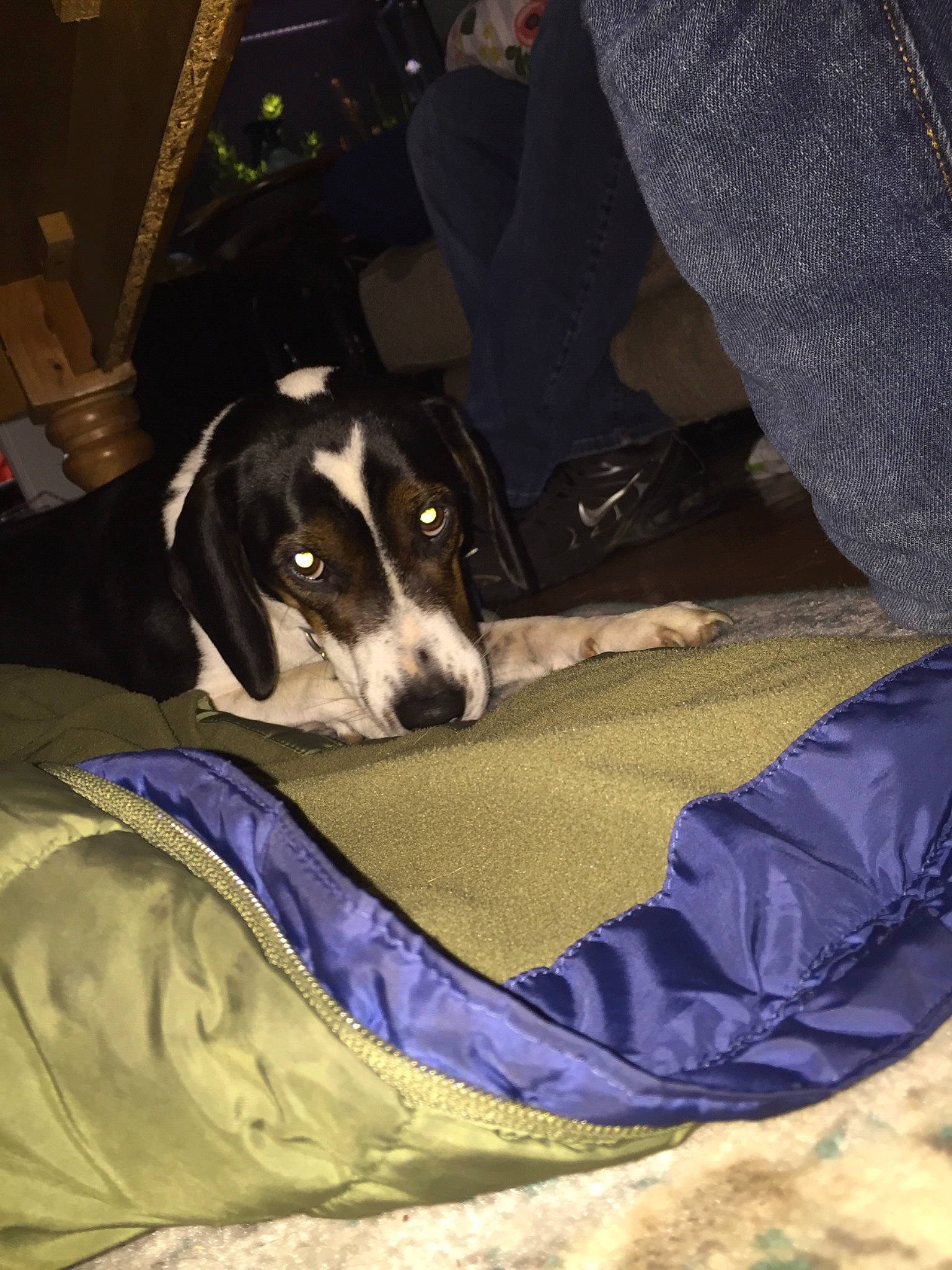 Della Doo joined the competition — help win amazing prizes! bluetick_coonhound, canidae, carnivore, coonhound, dog, dog_breed, pointer, sporting_group