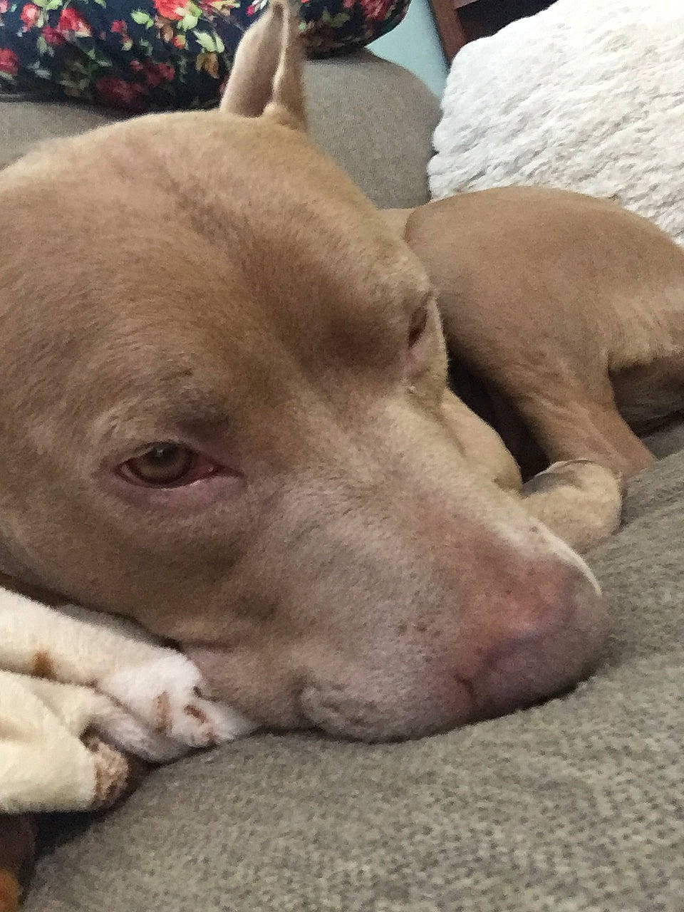 Baylor Grace joined the competition — help win amazing prizes! american_pit_bull_terrier, canidae, carnivore, dog, dog_breed, ear, fawn, mammal, non_sporting_group, nose, pit_bull, snout, sporting_group, vertebrate, weimaraner