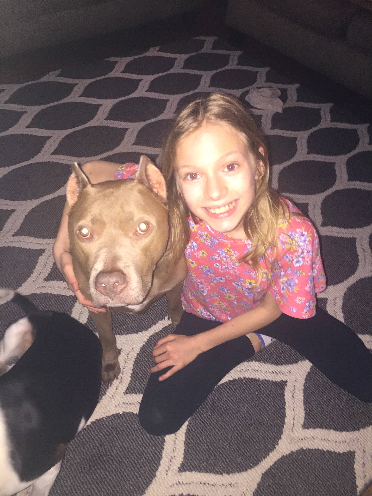 Baylor Grace joined the competition — help win amazing prizes! american_pit_bull_terrier, american_staffordshire_terrier, bandog, bull_and_terrier, canidae, carnivore, dog, dog_breed, ear, fawn, mammal, non_sporting_group, nose, pit_bull, skin, snout, sporting_group, staffordshire_bull_terrier