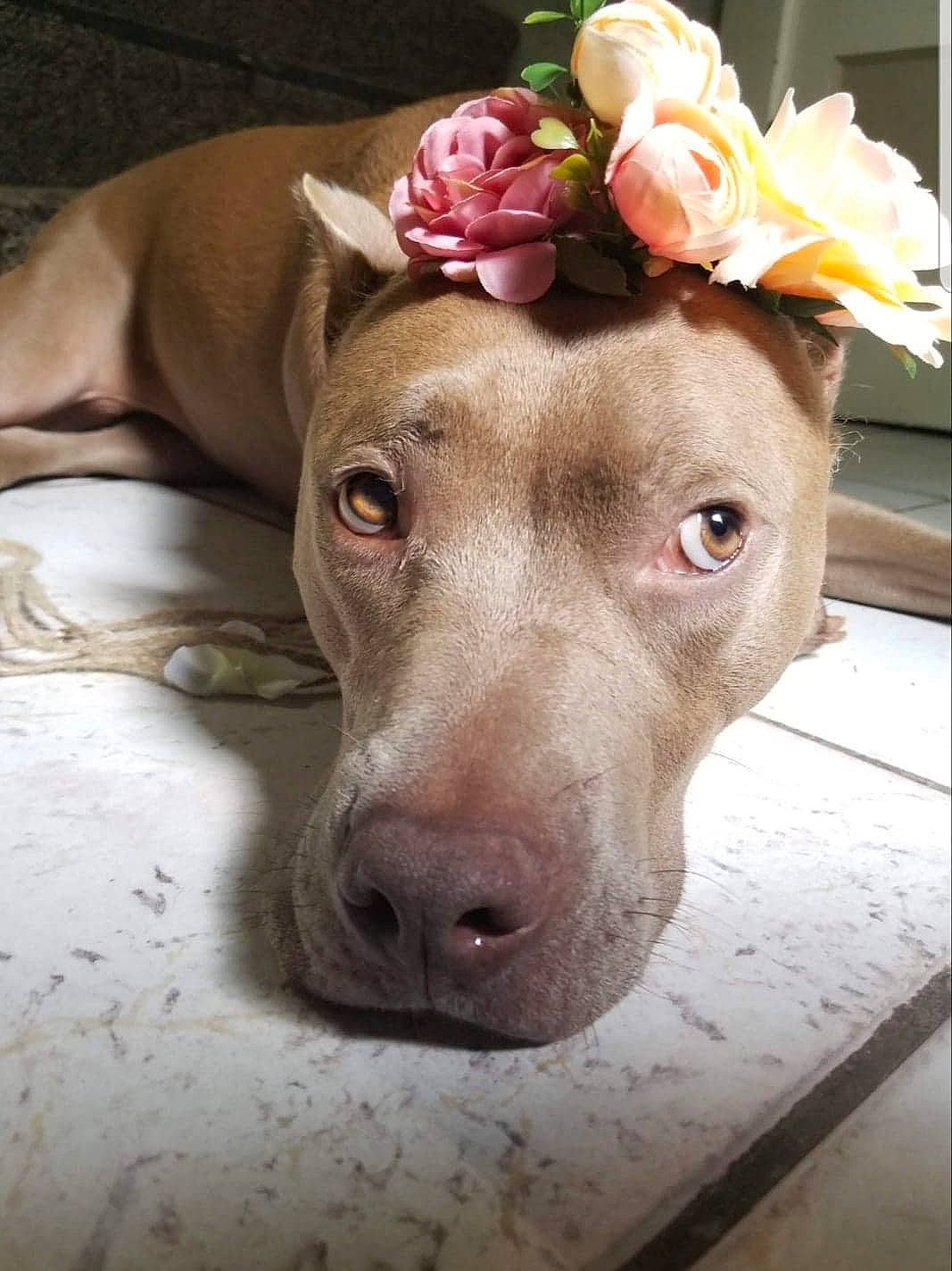 Baylor Grace joined the competition — help win amazing prizes! american_pit_bull_terrier, american_staffordshire_terrier, canidae, carnivore, dog, dog_breed, ear, fawn, mammal, non_sporting_group, nose, pit_bull, snout, sporting_group, weimaraner, whiskers