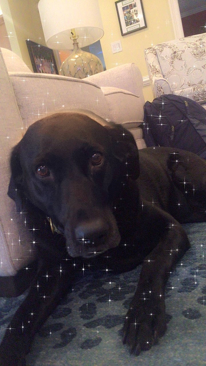 Molly Girl joined the competition — help win amazing prizes! beagador, canidae, carnivore, dog, dog_breed, labrador_retriever, nose, photography, retriever, snout, sporting_group