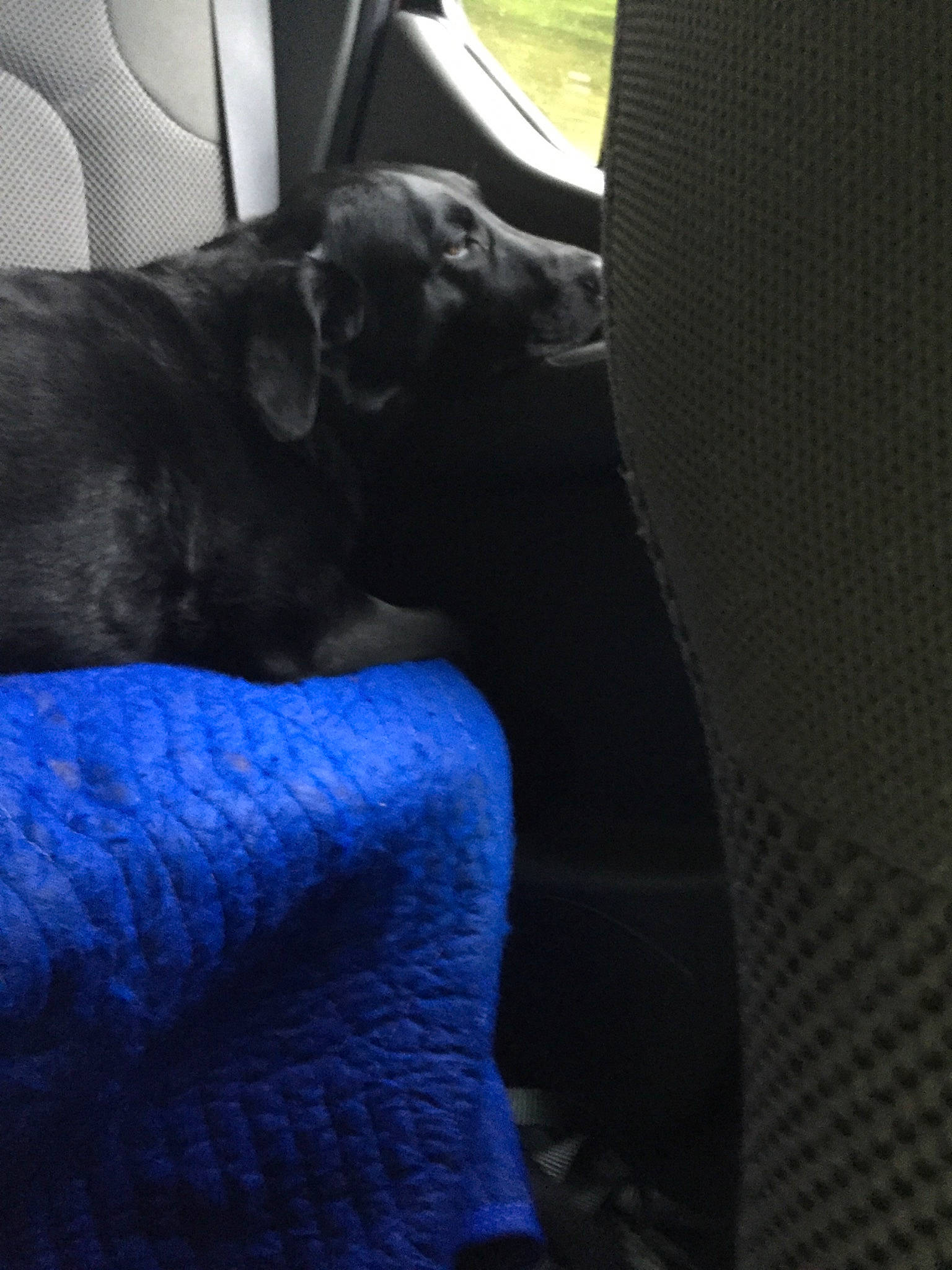 Molly Girl is registered to the contest to win money with this photo: black, canidae, carnivore, cat, comfort, companion_dog, dog, dog_breed, great_dane, guard_dog, labrador_retriever, leg, non_sporting_group, puppy, sporting_group