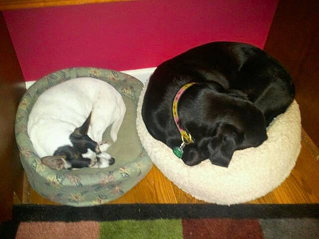 Molly Girl joined the competition — help win amazing prizes! canidae, carnivore, cat, dog, dog_breed, guard_dog, labrador_retriever, puppy, sporting_group