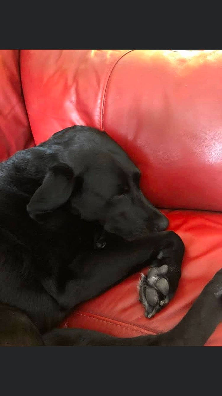 Molly Girl joined the competition — help win amazing prizes! canidae, carnivore, companion_dog, dog, dog_breed, guard_dog, mouth, nap, non_sporting_group, puppy, red, snout, sporting_group