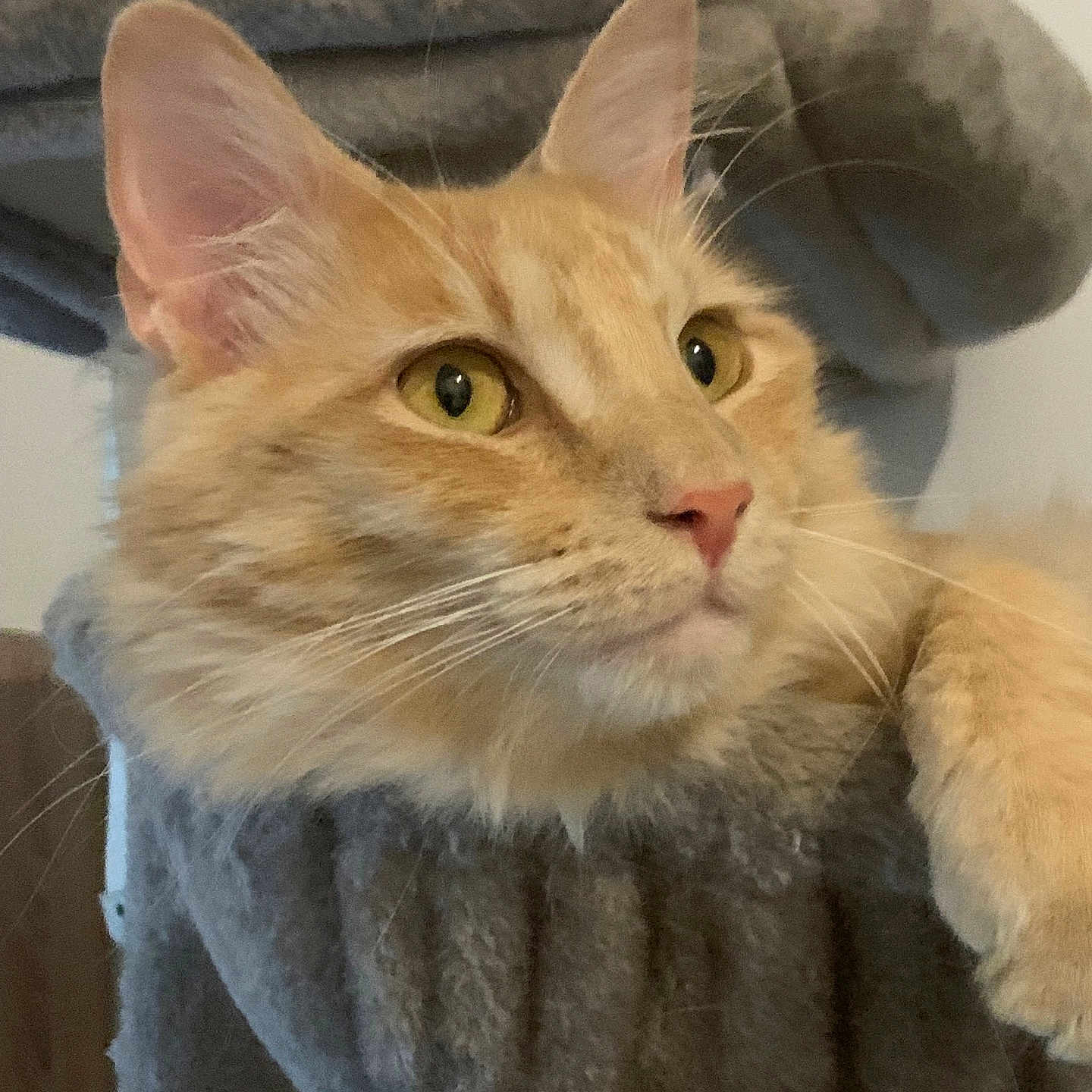 Kovu