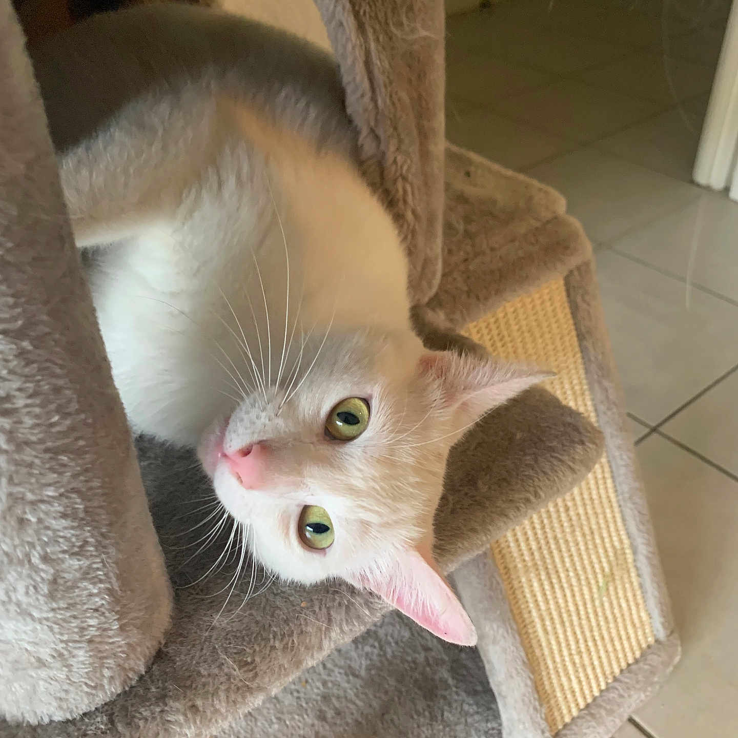 Blanco participe au concours pour gagner de l'argent avec cette photo : abyssinian, angora, animal, armchair, blanket, cat, chair, furniture, homedecor, indoors, interiordesign, kitten, manx, person, pet, quilt, siamese, sleeping, towel, wood