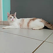 Mia participe au concours pour gagner de l'argent avec cette photo : animal, brown_patches, cat, cute, domestic_cat, door, ears, feline, floor, gray_door, indoor, light_blue_wall, lying_down, pet, relaxed, resting, tile_floor, wall, whiskers, white_cat