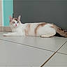 animal, brown_patches, cat, cute, domestic_cat, door, ears, feline, floor, gray_door, indoor, light_blue_wall, lying_down, pet, relaxed, resting, tile_floor, wall, whiskers, white_cat