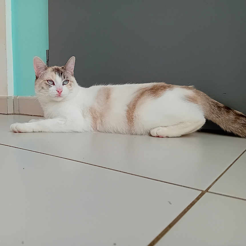 Mia