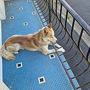 Ulrich participe au concours pour gagner de l'argent avec cette photo : dog, balcony, blue_tiles, metal_railing, cigarette_butts, container, outdoor, resting, furry, light_brown, white_fur, paws, side_view, quiet, urban, tiled_floor, rust, relaxed, street, daytime
