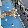 dog, balcony, blue_tiles, metal_railing, cigarette_butts, container, outdoor, resting, furry, light_brown, white_fur, paws, side_view, quiet, urban, tiled_floor, rust, relaxed, street, daytime