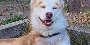 Ulrich participe au concours pour gagner de l'argent avec cette photo : dog, husky, smiling, outdoor, grass, plants, stone, happy, pet, animal, canine, nature, fur, collar, resting, sunlight, greenery, content, muzzle, ears