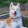 dog, husky, smiling, outdoor, grass, plants, stone, happy, pet, animal, canine, nature, fur, collar, resting, sunlight, greenery, content, muzzle, ears