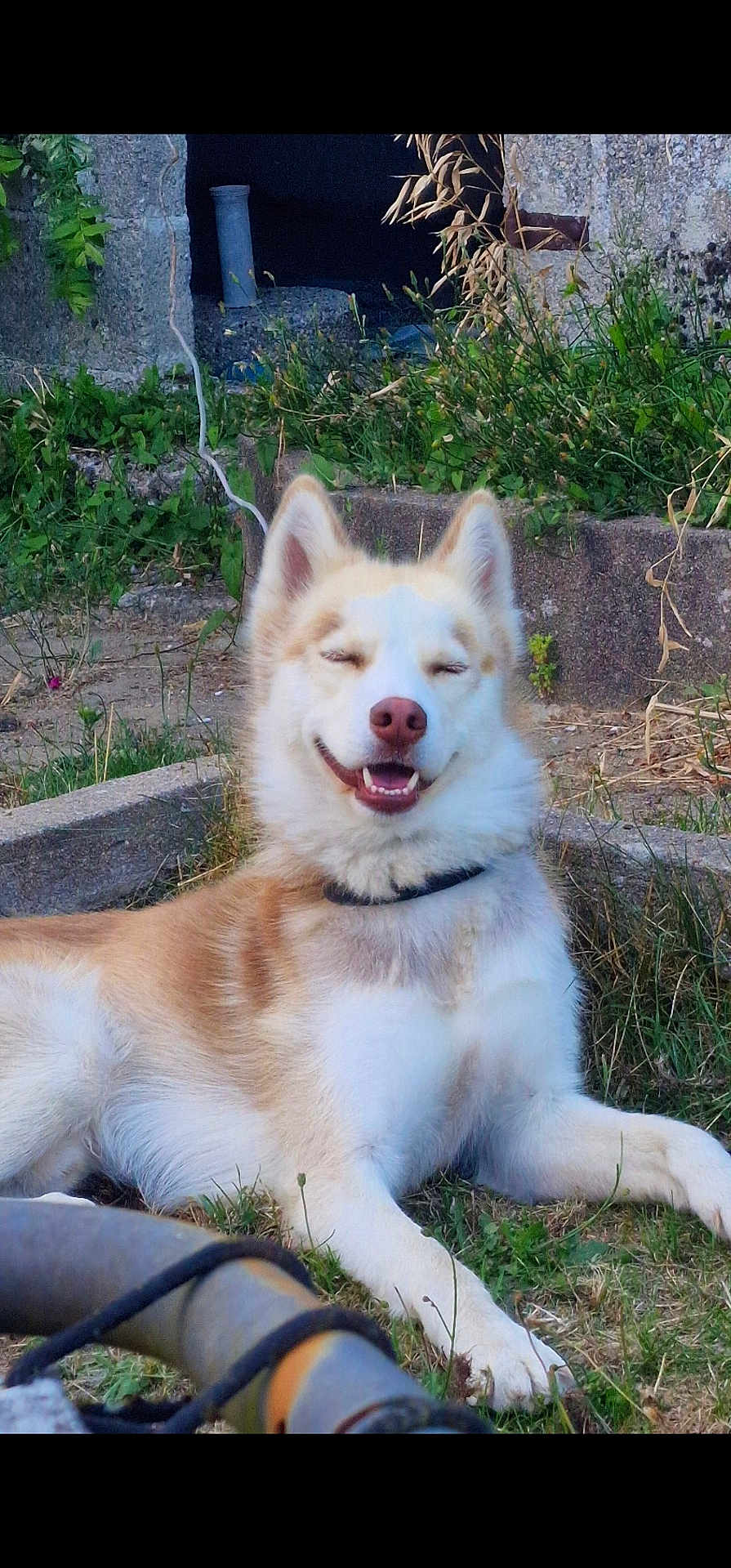 Ulrich participe au concours pour gagner de l'argent avec cette photo : dog, husky, smiling, outdoor, grass, plants, stone, happy, pet, animal, canine, nature, fur, collar, resting, sunlight, greenery, content, muzzle, ears