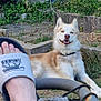 Ulrich participe au concours pour gagner de l'argent avec cette photo : dog, husky, outdoor, grass, person, foot, slipper, relaxed, smiling, nature, stone_wall, greenery, casual, resting, daylight, animal, pet, fur, leisure, ground
