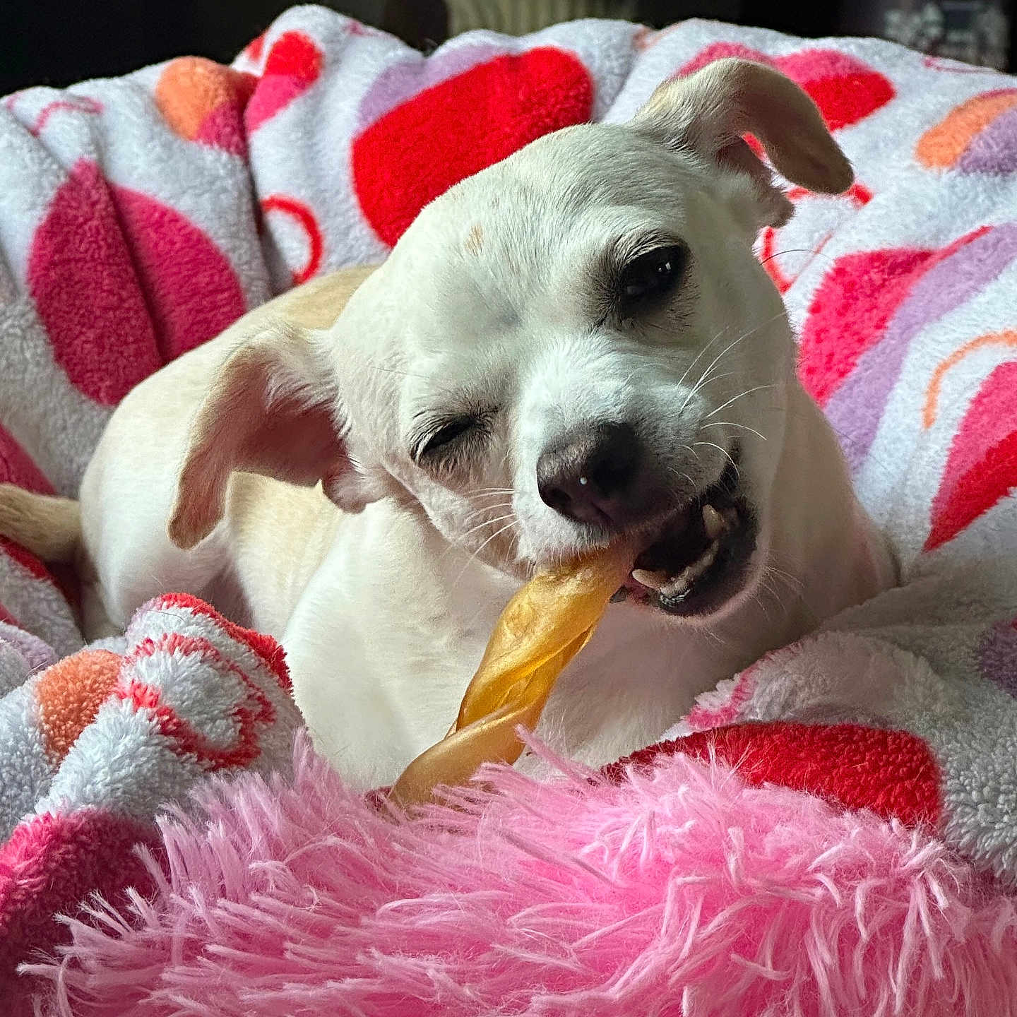 Estrella is registered to the contest to win money with this photo: animal, baby, ball, blanket, canine, cream, dessert, dog, face, food, furniture, head, hound, icecream, person, pet, puppy, sport, tennis, tennisball